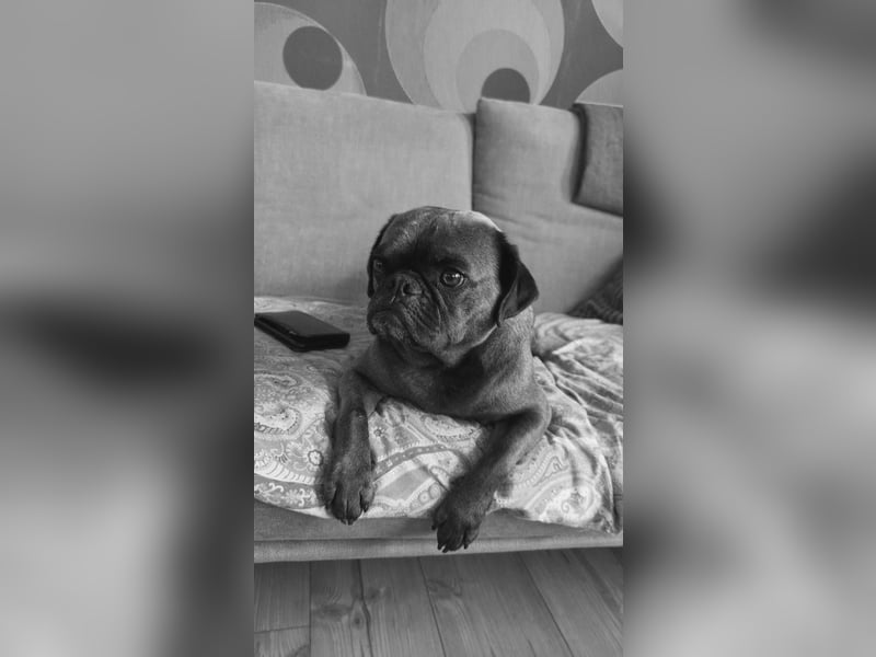 Buddy – sportlicher Mops-Mischling, 4 Jahre, sucht liebevolles Zuhause ❤️