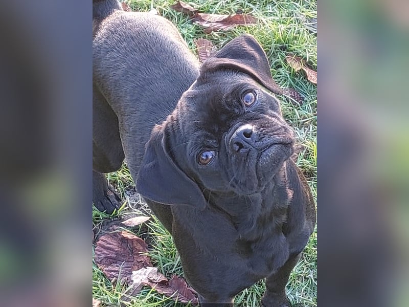 Wunderschöne Retromopshündin