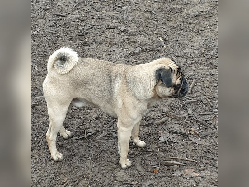 Mops(Deckrüde)