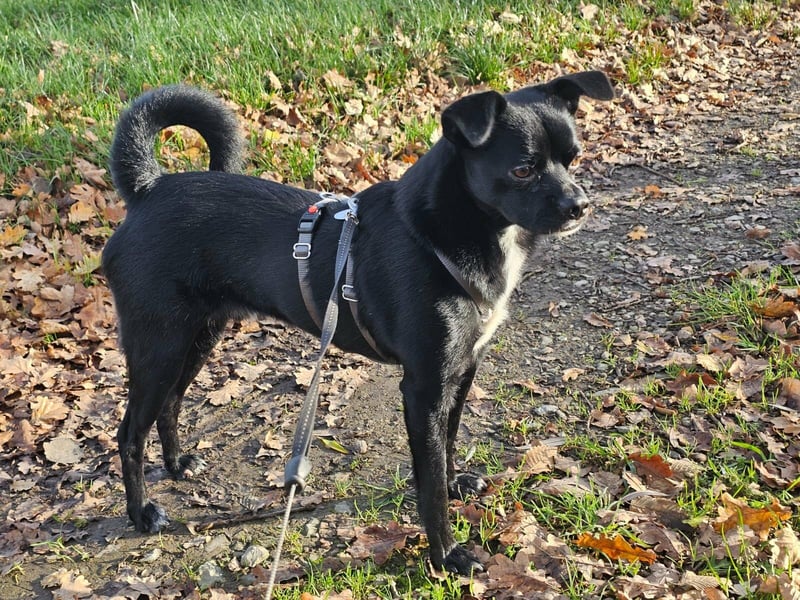 Onix, geboren 31.01.2025, 38cm sucht neuen Wirkungskreis (Pflegestelle in Deutschland)