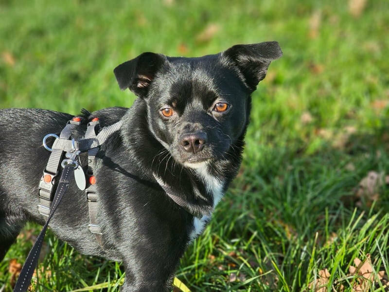 Onix, geboren 31.01.2025, 38cm sucht neuen Wirkungskreis (Pflegestelle in Deutschland)