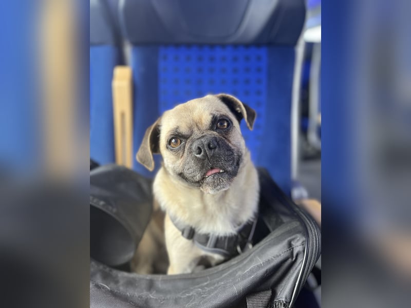 Jerry sucht neues Zuhause