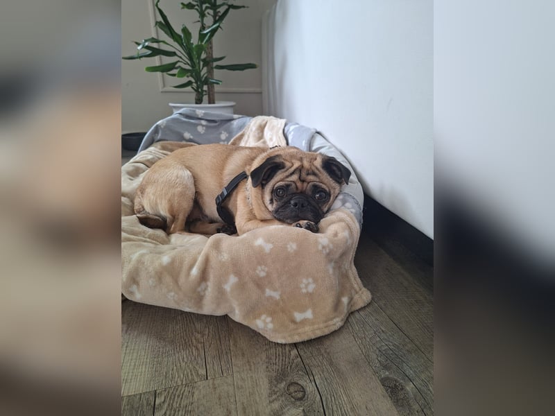 Retromops Hündin 5 Jahre alt