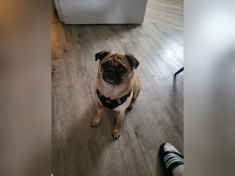 Retromops Hündin 5 Jahre alt