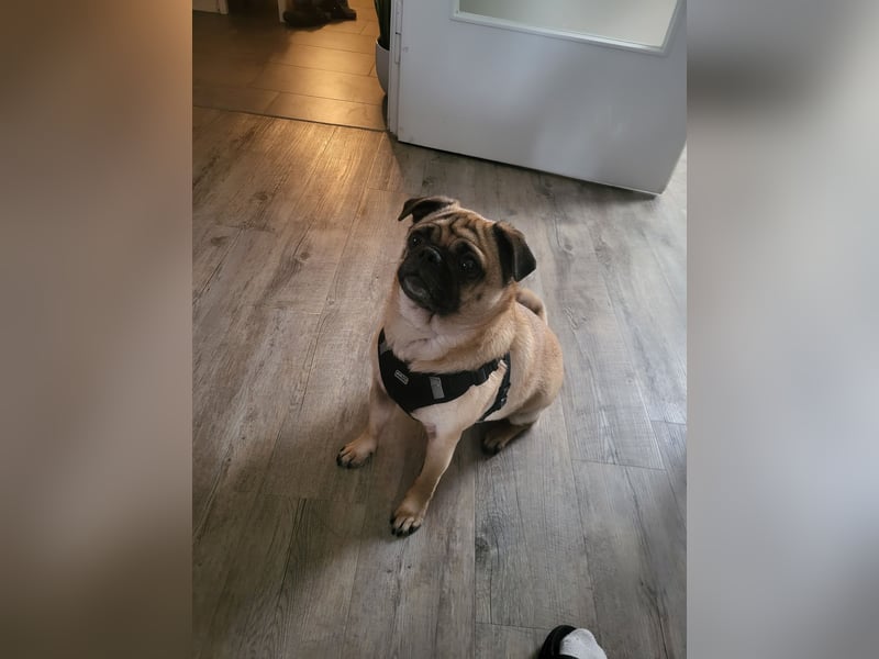 Retromops Hündin 5 Jahre alt