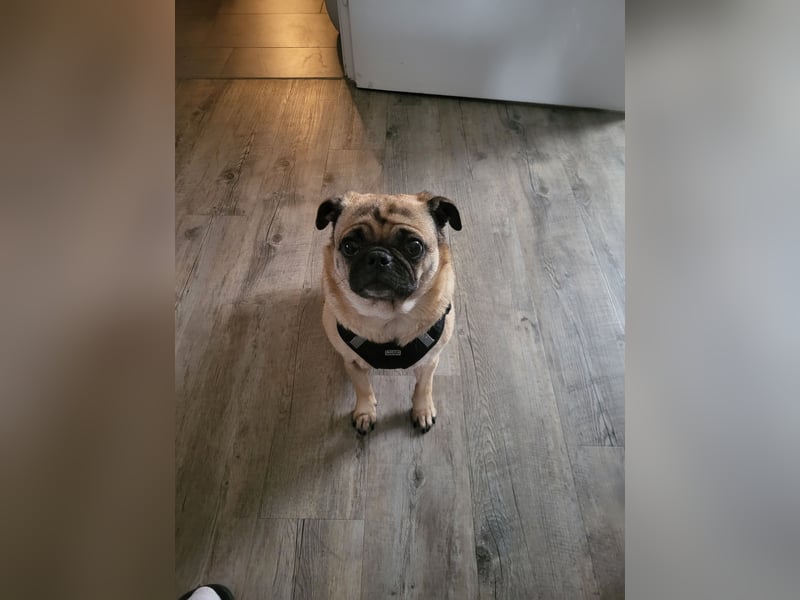 Retromops Hündin 5 Jahre alt