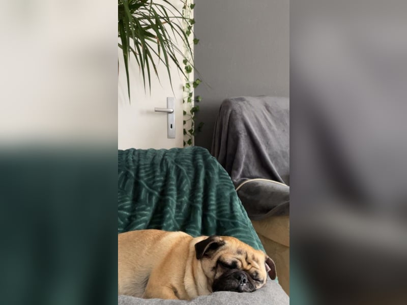 Retromops Hündin 5 Jahre alt