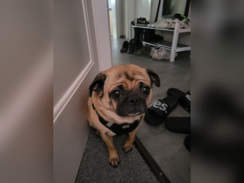 Retromops Hündin 5 Jahre alt