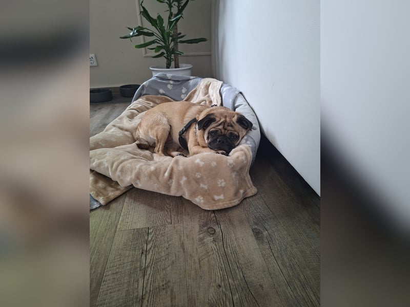 Retromops Hündin 5 Jahre alt