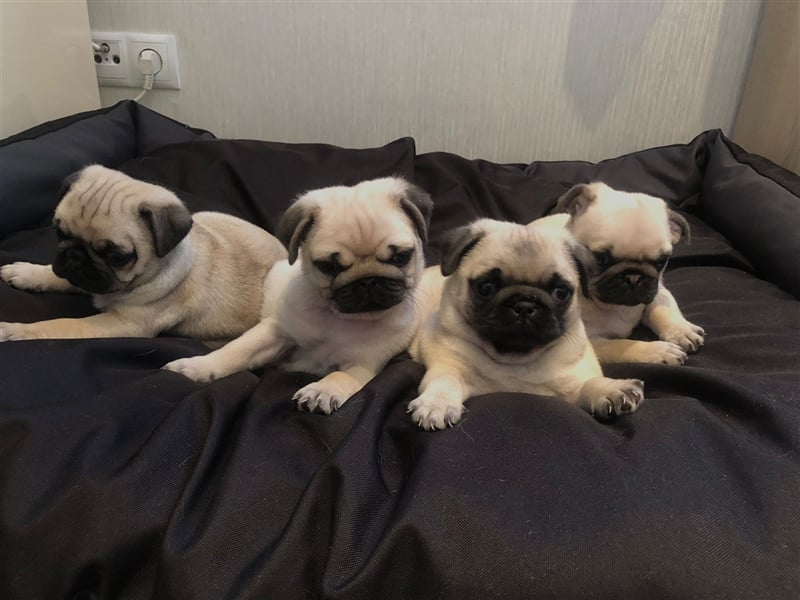 Erfahrener & Freiatmender Mops Deckrüde, nach altdeutschem Bild