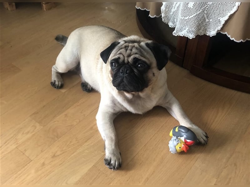 Erfahrener & Freiatmender Mops Deckrüde, nach altdeutschem Bild