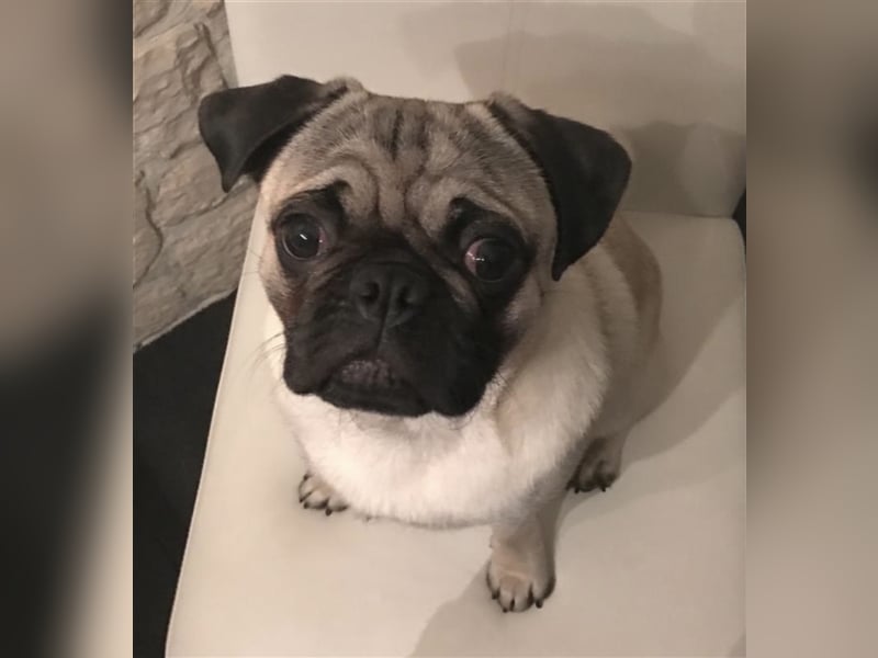 Erfahrener & Freiatmender Mops Deckrüde, nach altdeutschem Bild