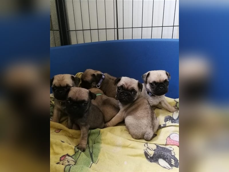 Erfahrener & Freiatmender Mops Deckrüde, nach altdeutschem Bild