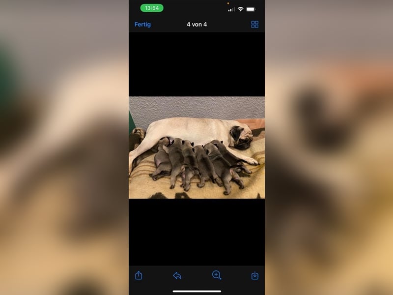 Erfahrener & Freiatmender Mops Deckrüde, nach altdeutschem Bild