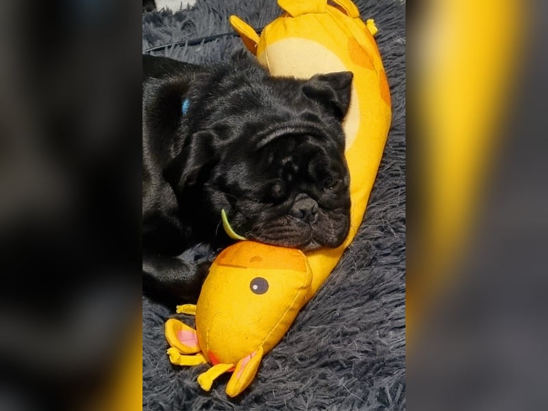 Deckrüde!!! Balloo sucht Ihre Hündin. Deckrüde!!!