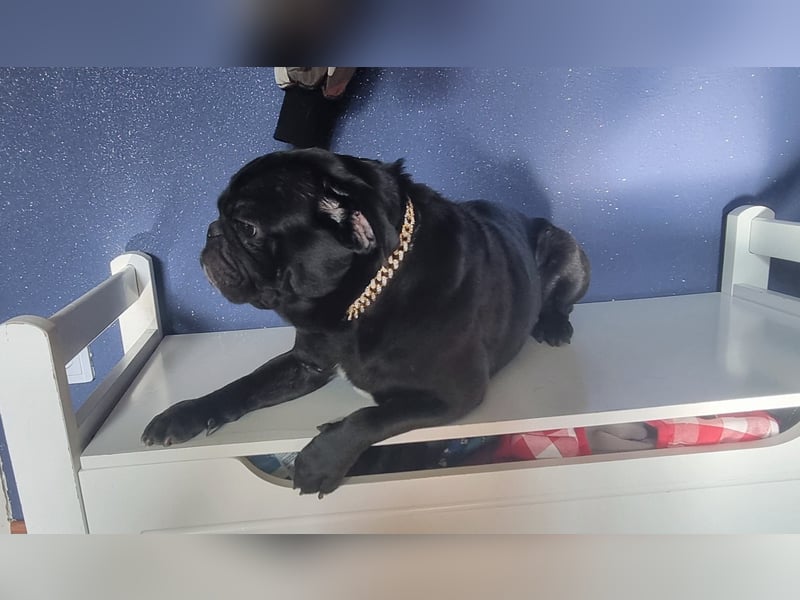Deckrüde!!! Balloo sucht Ihre Hündin. Deckrüde!!!