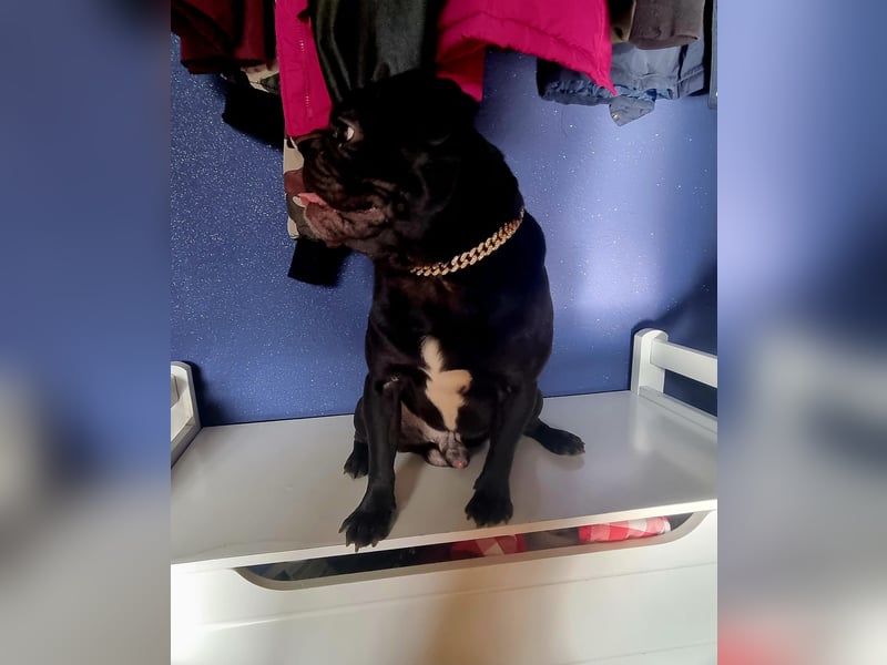 Deckrüde!!! Balloo sucht Ihre Hündin. Deckrüde!!!