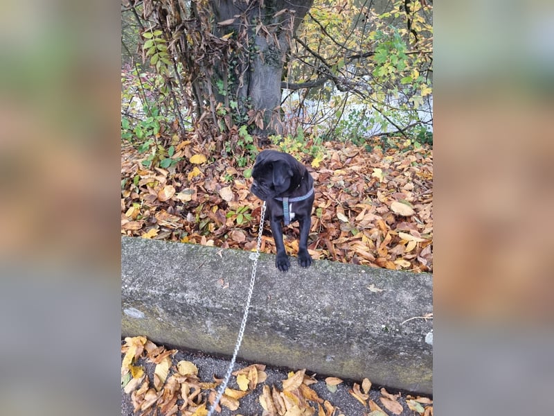 Deckrüde!!! Balloo sucht Ihre Hündin. Deckrüde!!!