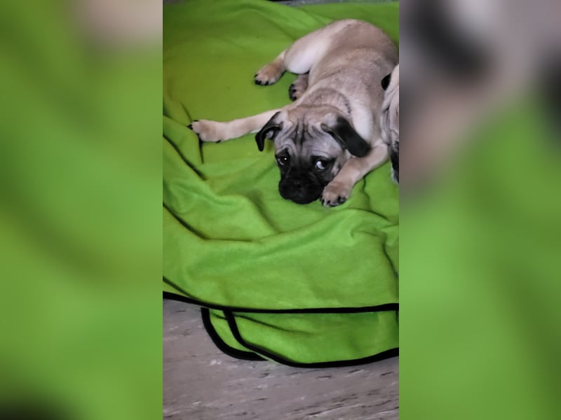 Retromops Welpen
