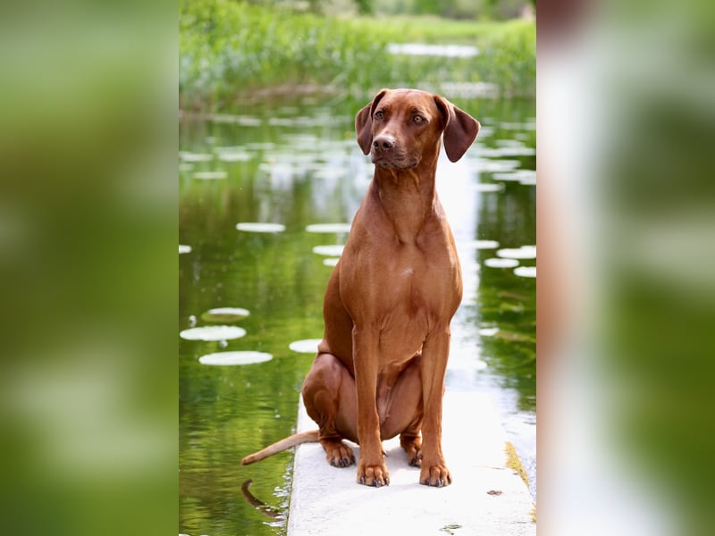 Wurfplanung Frühjahr 26