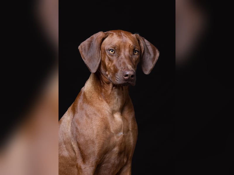 Wurfplanung Frühjahr 26