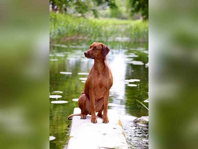 Wurfplanung Frühjahr 26