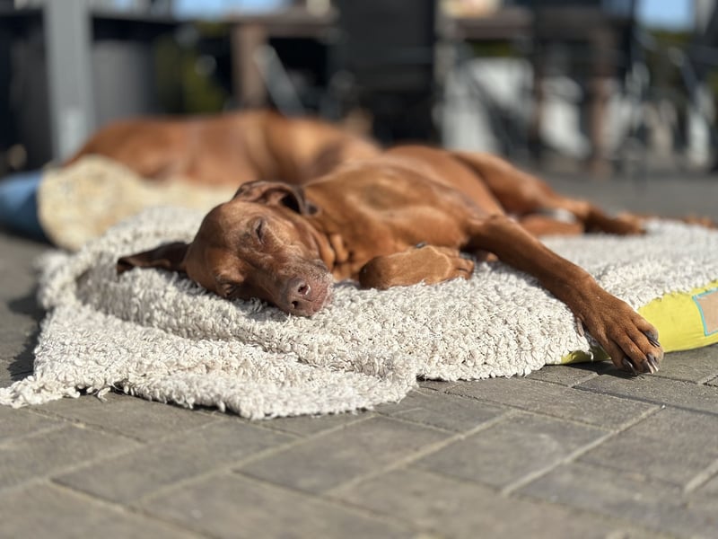 Wurfplanung Frühjahr 26