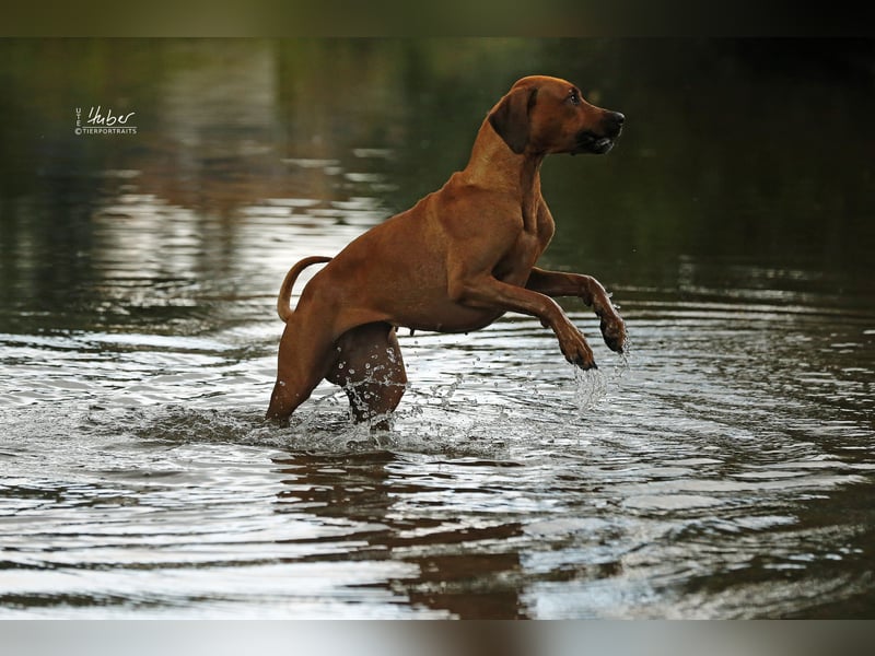 Rhodesian Ridgeback Welpen