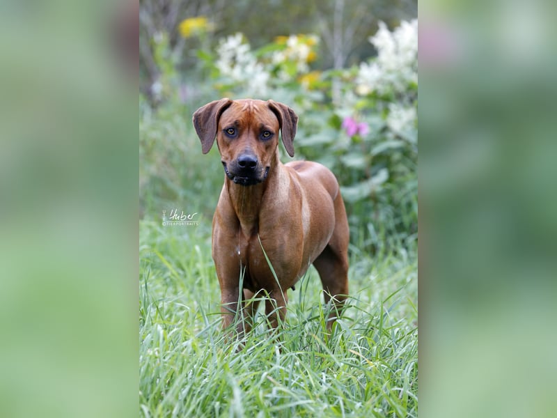Rhodesian Ridgeback Welpen