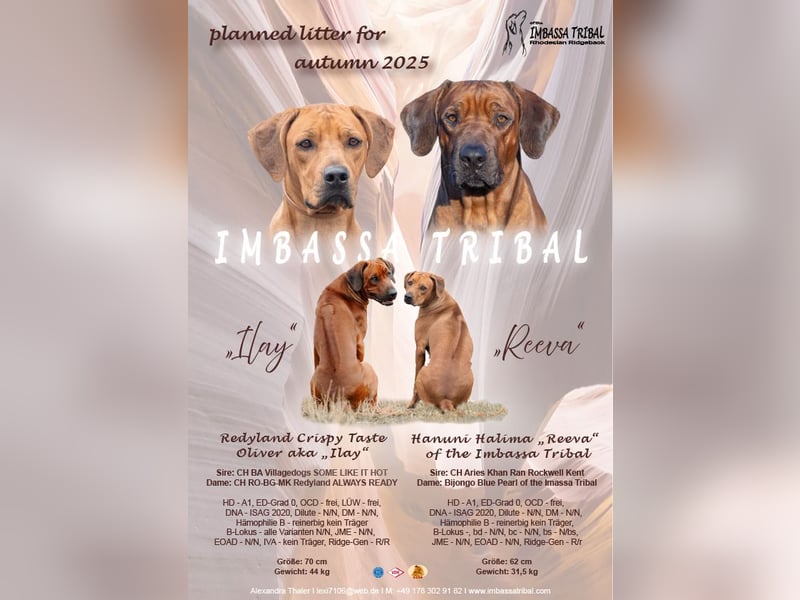 Rhodesian Ridgeback Welpen - Erwartet Ende November 2025