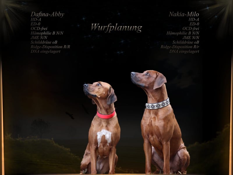 Rhodesian Ridgeback Wurfankündigung