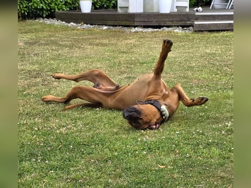 Outcrossverpaarung - Rhodesian Ridgeback Welpen aus liebevoller Familienaufzucht - Wurfankündigung