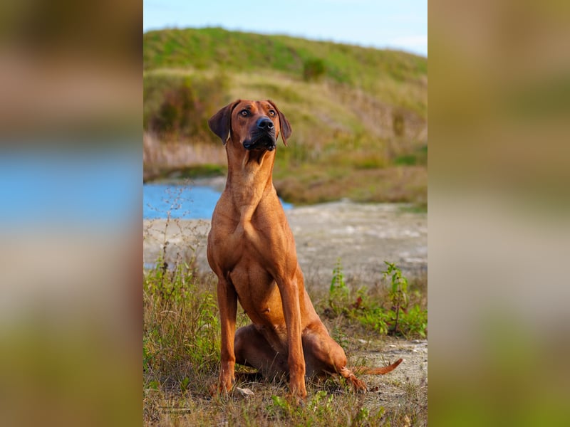 Outcrossverpaarung - Rhodesian Ridgeback Welpen aus liebevoller Familienaufzucht - Wurfankündigung
