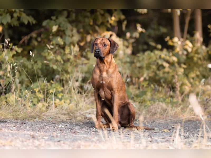 Outcrossverpaarung - Rhodesian Ridgeback Welpen aus liebevoller Familienaufzucht - Wurfankündigung