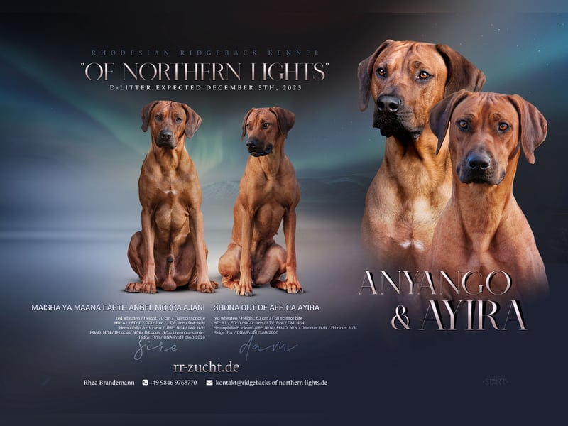 Outcrossverpaarung - Rhodesian Ridgeback Welpen aus liebevoller Familienaufzucht - Wurfankündigung