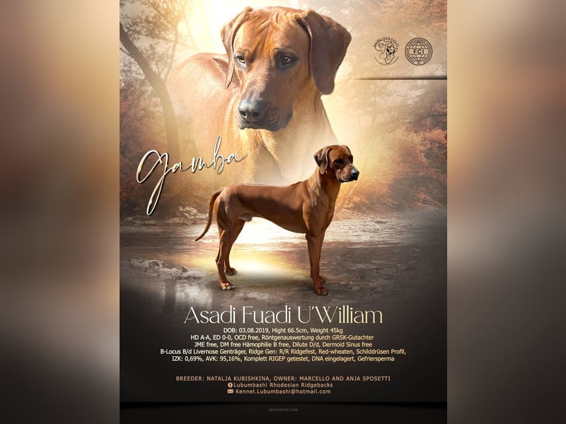 Rhodesian Ridgeback Deckrüde mlt FCI Papiere