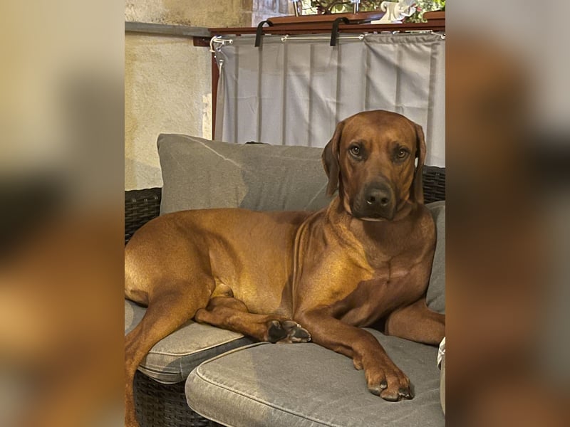 Rhodesian Ridgeback Deckrüde
