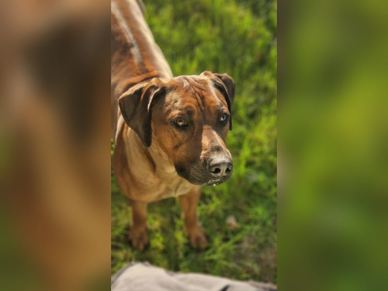 Rhodesian Ridgeback Rüde - Absolut verschmust und Lieb