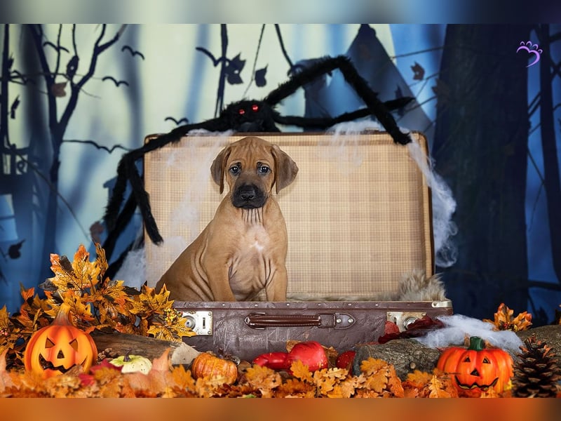 Rhani Rhodesian Ridgeback Hündin