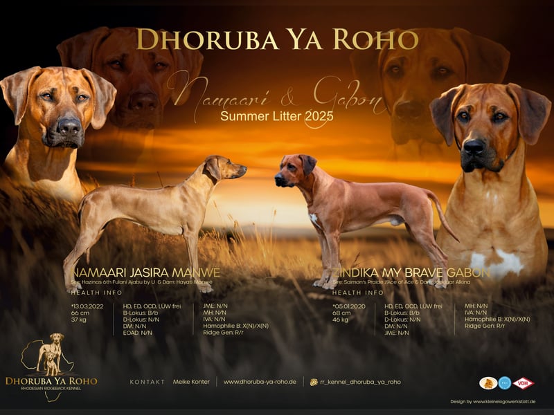 Rhani Rhodesian Ridgeback Hündin