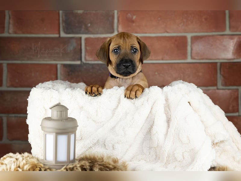 Rhani Rhodesian Ridgeback Hündin