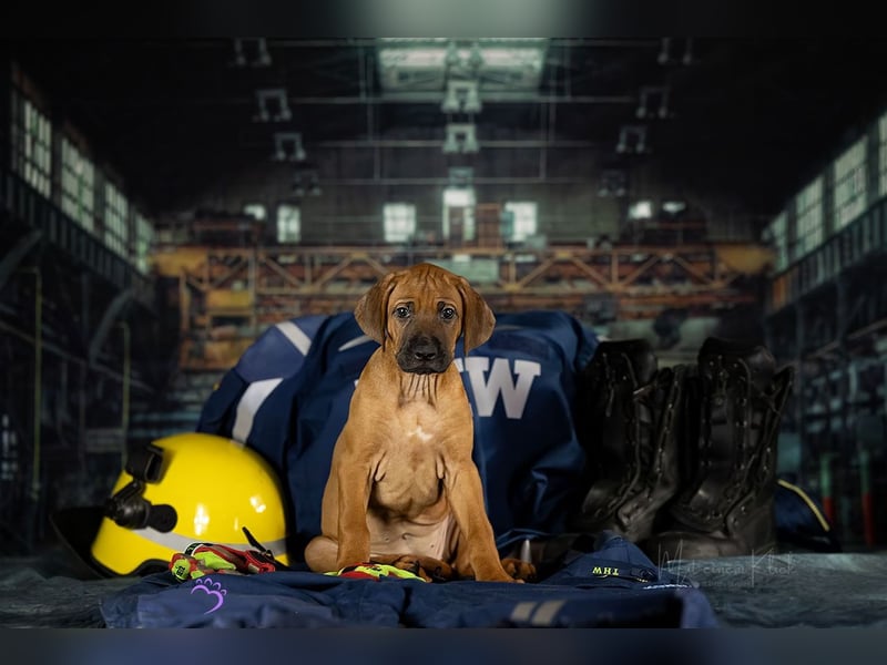 Rhani Rhodesian Ridgeback Hündin