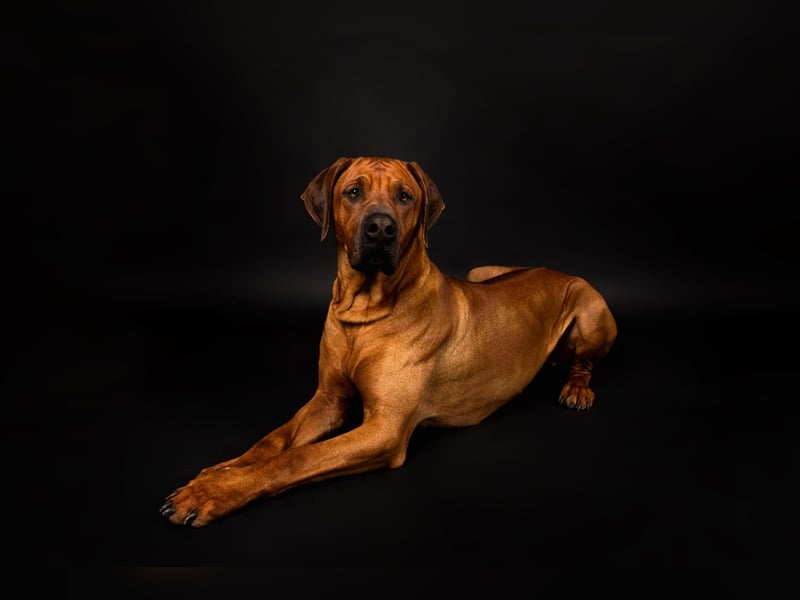 Rhodesian Ridgeback Jambo
