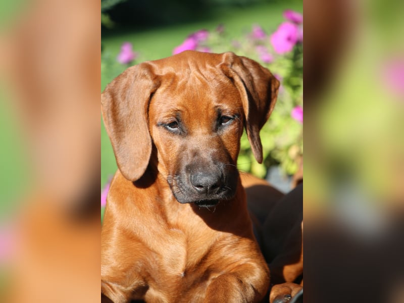 suczka rhodesian ridgeback