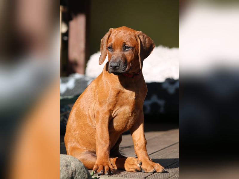 suczka rhodesian ridgeback