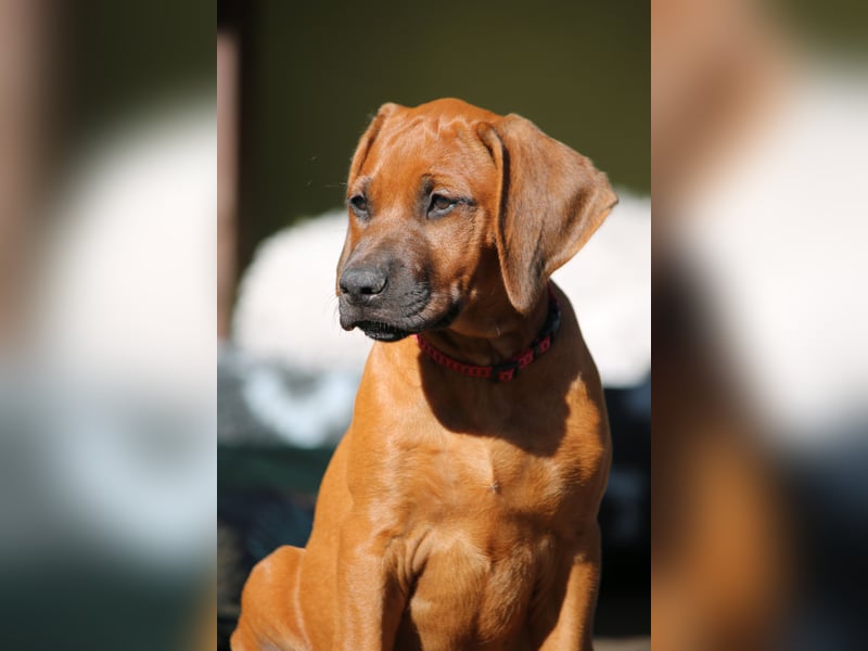 suczka rhodesian ridgeback