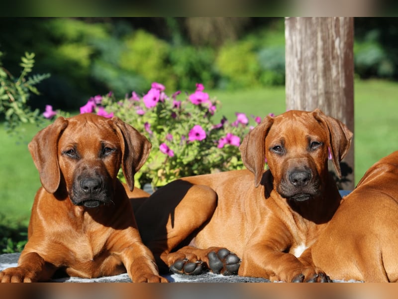 Rhodesian Ridgeback