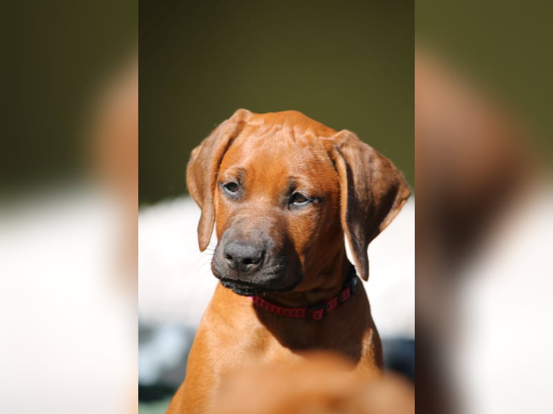 suczka rhodesian ridgeback