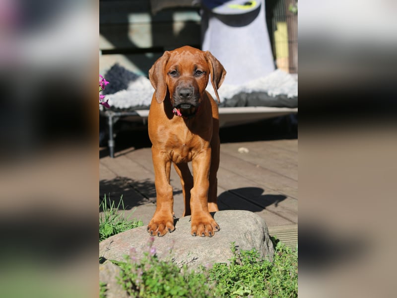 suczka rhodesian ridgeback