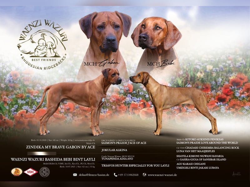 Rhodesian Ridgeback Flower Power Gang